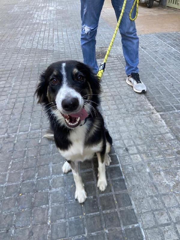 Mila, una Border Collie da adottare Foto 3